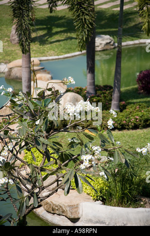 Schöne Thai botanische formale Ziergarten basierend auf dem Hotelgelände Dusit Resort in Pattaya, Süd-Thailand Stockfoto