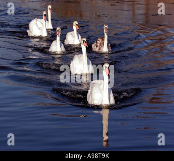 Schwäne im Wasser des Sees, Essex, England Stockfoto