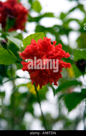 Schöne Thai botanische formale Ziergarten basierend auf dem Hotelgelände Dusit Resort in Pattaya, Süd-Thailand Stockfoto