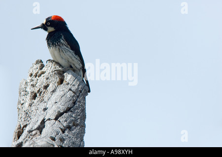 eine Eichel Specht (Melanerpes Formicivorus) in Santa Ynez, Kalifornien Stockfoto