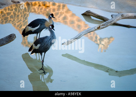 Captive East African gekrönte Kräne (Balearica Regulorum Gibbericeps) und Giraffe (Giraffa Plancius) Reflexion Stockfoto