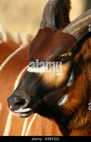 Bongo - Tragelaphus Eurycerus isaaci Stockfoto