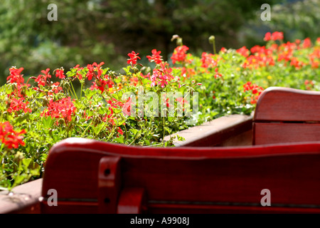 Nahaufnahme von leuchtenden roten Geranie-Blüten, die an einem sonnigen Tag in einem hölzernen Pflanzkasten blühen. Stockfoto