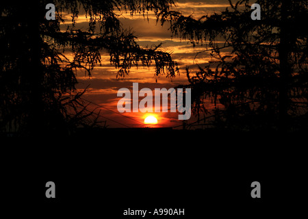 Ein atemberaubender Sonnenuntergang, der durch Silhouetten von Baumästen betrachtet wird, schafft eine ruhige und dramatische natürliche Landschaft. Stockfoto