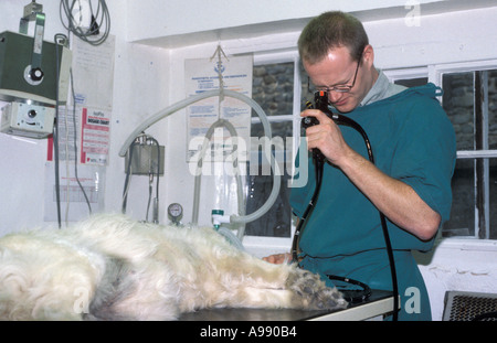 Tierarzt mittels Endoskop auf Hund Stockfoto