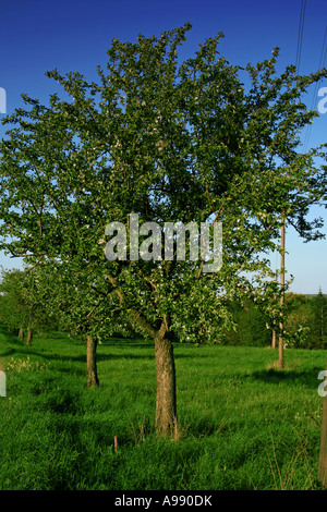 Junge Apfelbäume blühen im Frühlingsgarten und zeigen frische weiße Blüten vor leuchtendem grünem Gras und tiefblauem Himmel Stockfoto