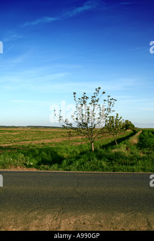 Junger Baum an der Landstraße mit Blick auf das weitläufige gepflügte Feld unter dem tiefblauen Frühlingshimmel und fängt das Wesen der Landschaft ein Stockfoto