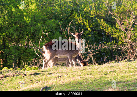 Ein Hirsch, der wachsam auf einer grasbewachsenen Wiese mit üppig grünen Bäumen und trockenen Ästen im Hintergrund steht, gefangen in sanftem Sonnenlicht. Stockfoto