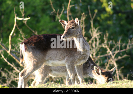 Nahaufnahme eines wachstehenden Hirsches auf einer grasbewachsenen Wiese mit sanftem Sonnenlicht und grünem Waldlaub im Hintergrund. Stockfoto