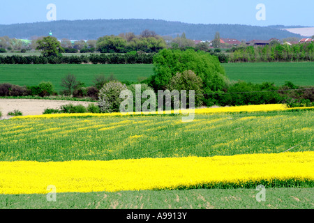 Eine lebendige ländliche Landschaft mit blühenden gelben Rapsfeldern, grünen Wiesen und fernen Hügeln unter einem klaren blauen Himmel, die die Schönheit des Frühlings zum Ausdruck bringt. Stockfoto
