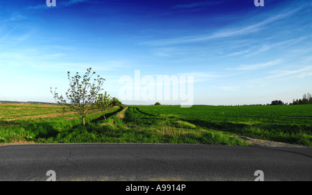 Eine ländliche Landschaft mit einem einsamen Baum, grünen Feldern und einem unbefestigten Pfad unter einem klaren blauen Himmel, der von einer Asphaltstraße im Vordergrund begrenzt wird. Stockfoto