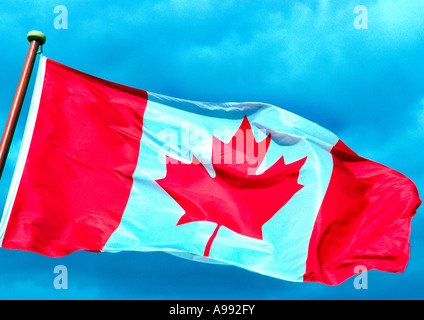 die kanadische Flagge - rotes Ahornblatt - Flagge Kanadas Stockfoto