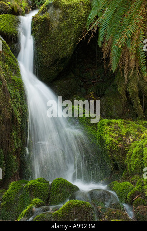 Kleiner Wasserfall, Quinault River Valley, Olympic Nationalpark, WA Stockfoto