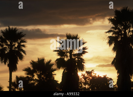 Sonnenuntergang mit Palmen in Florida Stockfoto