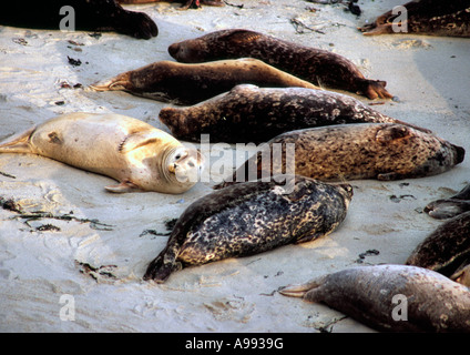 Dichtungen in Monterey in Kalifornien Stockfoto