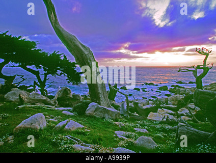 der Ghost-Baum auf 7 Mile Trail in der Nähe von Monterey, California Stockfoto