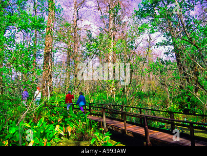 Korkenzieher Sumpf Heiligtum Audubon in Florida Stockfoto