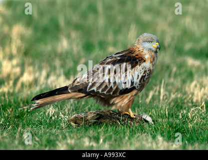 Rotmilan - Milvus milvus Stockfoto