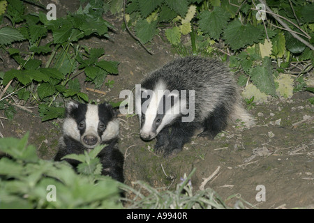 Europäischer Dachs Meles Meles Mutter und Jungtier aus Pflasterstein Stockfoto