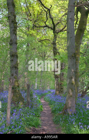 Woodland path edged by bluebells motion blur on the leaves of the trees Stockfoto