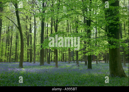 Buche und Glockenblumen in Micheldever Wald England Stockfoto