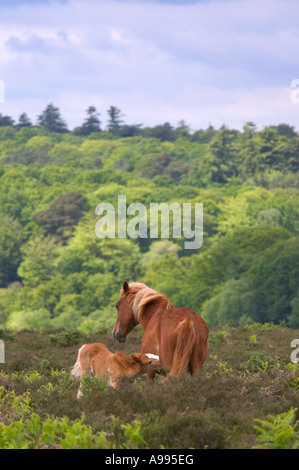 Wilde Stute Pflege ihrer jungen Fohlen mit Wald im Hintergrund New Forest, Hampshire, England. Stockfoto