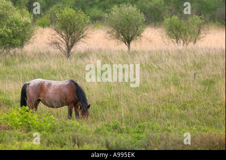 Wildes Pferd grasen im New Forest, Hampshire, England. Stockfoto
