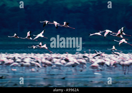 Flamingos fliegen tief über eine große Herde von Flamingos stehen im flachen Wasser in Kenia Stockfoto