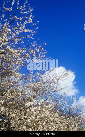 Zweige mit Fülle von weißen Blüten, die Blätter von Blackthorn oder Prunus Spinosa mit Himmel und windgepeitschten Wolken vor Stockfoto