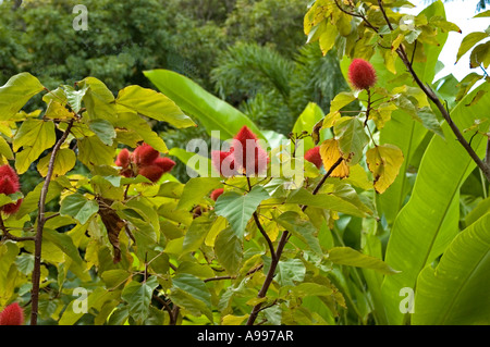 Die stachelige rote Frucht mit harten, tiefroten Samen von The Lip Stick Tree, Romney Manor Botanical Gardens, St. Kitts Stockfoto