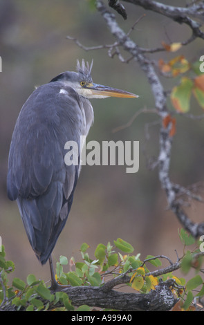 Grey Heron Ardea Cinerea in Mopani Struktur Südafrika Stockfoto