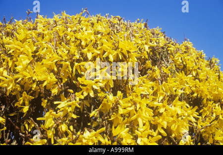 Abgerundete Spitze des Blütenstrauch Forsythia intermedia Spectabilis mit seiner Masse von kahlen gelben Blüten unter blauem Himmel Stockfoto