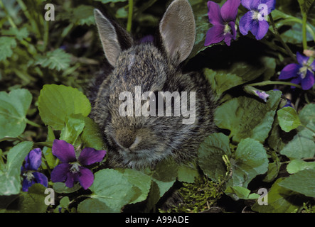 Östlichen Cottontail Kaninchen (Sylvilagus Floridanus) verstecken sich in wilden Veilchen Midwest USA Stockfoto