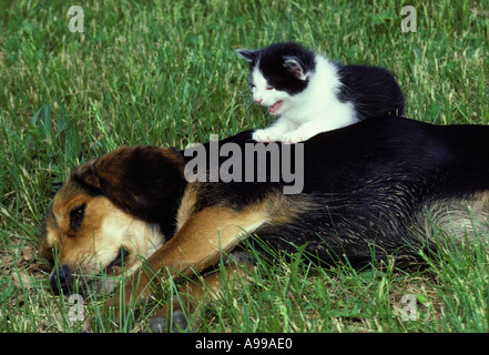Ungewöhnliche Freunde - Beagle Hund Verlegung in Rasen mit Baby Kätzchen sitzt auf seinem Rücken versuchen, seine Aufmerksamkeit zu bekommen Stockfoto