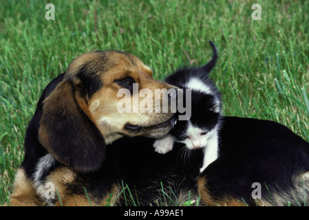 Ungewöhnliche Freunde - ein Beagle Hund schmiegt schwarzen und weißen Kätzchen auf Schulter Gras Yard, Midwest USA Stockfoto