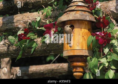 Drehbank gedreht Zeder Holz Birdbox mit Haus Zaunkönig (Troglodytes Aedon) und Clematis im Garten, in Missouri Stockfoto