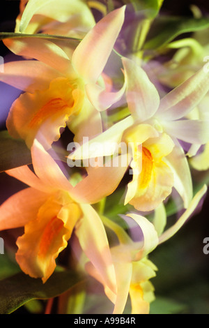 ORCHIDEEN, NAHAUFNAHME Stockfoto