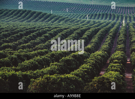 Landwirtschaft / Navel Orange Grove auf sanften Hügeln / Fresno County, Kalifornien, USA. Stockfoto