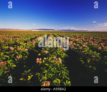Landwirtschaft - ein Bereich der Reifung Kartoffel Pflanzen in voller Blüte mit ein Zentrum-Pivot-Bewässerung-System in der Ferne / MT, USA. Stockfoto