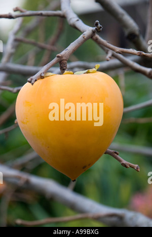 Reife Persimone Baum Stockfoto