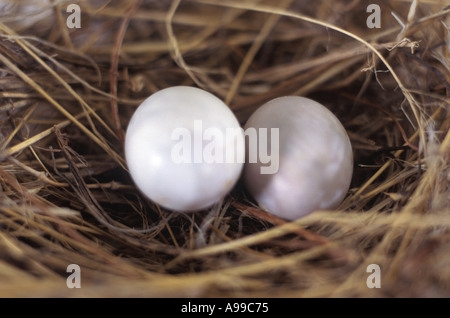 Vogelnest auf weißem Hintergrund Stockfoto