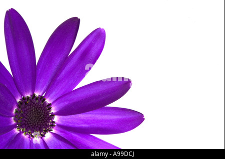 Senetti Deep Blue Blume isoliert auf weiss und gerahmt in der linken Ecke Stockfoto