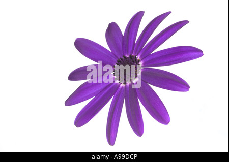 Blume Senetti Deep Blue isoliert auf weiss Stockfoto