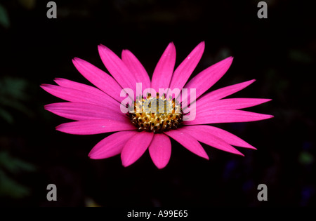 Rosa OSTEOSPERNUM EINZELBLÜTE vor einem dunklen Hintergrund Stockfoto