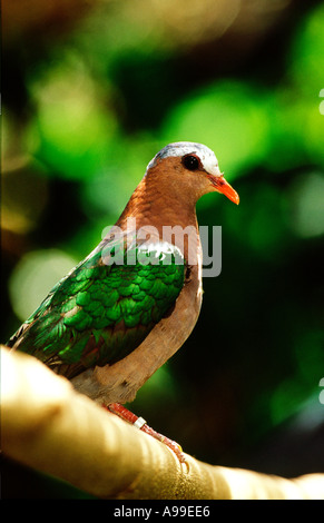 Emerald Dove oder grünen geflügelten Taube im Regenwald Stockfoto