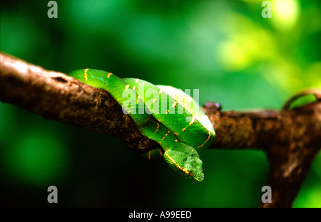 Grubenotter (Tropidolaemus Wagleri) im Regenwald Stockfoto