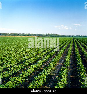 Landwirtschaft-Bereich der Mitte Wachstum konventionelle Bodenbearbeitung Baumwolle im späten Nachmittag Licht / Mississippi, USA. Stockfoto