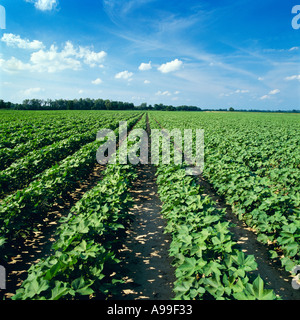 Landwirtschaft - Bereich der Mitte Wachstum konventionelle Bodenbearbeitung Baumwolle im späten Nachmittag Licht / Mississippi, USA. Stockfoto