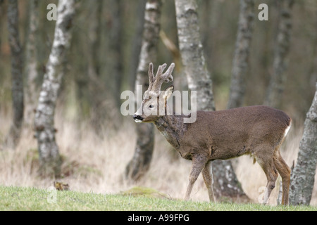 Rehbock in samt Stockfoto
