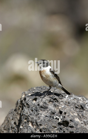 Männliche Fuerteventuran Chat Stockfoto